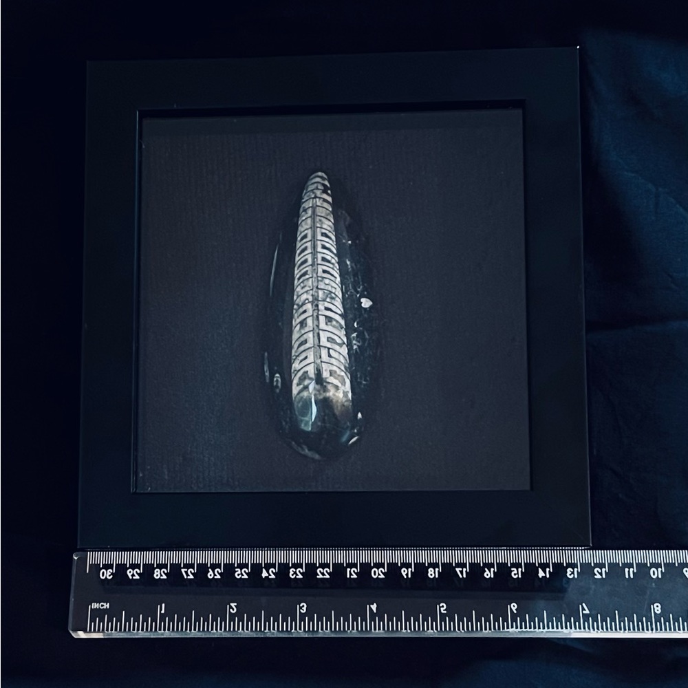 Orthoceras fossil framed